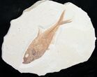 Stunning Diplomystus Fossil Fish #8790-1